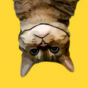 UPSIDEDOWNCAT