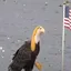 AMERICA F YA
