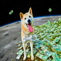 dogwifmoon