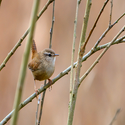 wrenbird