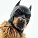 BATMASKDOG