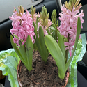 Hyacinth
