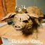 RPKO_Briuliantas