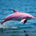 PINK DOLPHIN