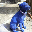 BASEDDOG