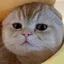 TAOCAT