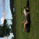dogking888
