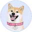 DOGEGF