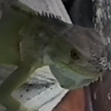 SPIKE