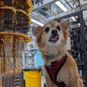 Qubit dog / GOOGL