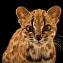 TILCAYOCAT