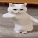 Dancingcat