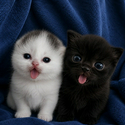 BaseCat