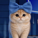 Basekitty