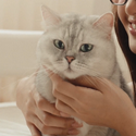 METACAT / META