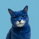 BASECAT