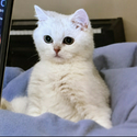 FLUFFY