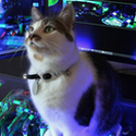 Lucky cat / NVDA
