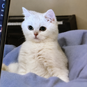 Fluffy 