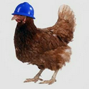 COCK