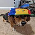 Noogler