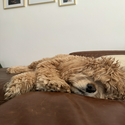 Cooper