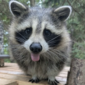 RACCOON