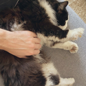 COBIESCAT