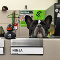 NINJA
