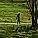 Bigfoot