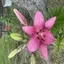 lillies