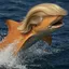 ORANGE SHARK