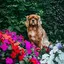 jasperthecav