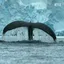 whaleth