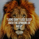 狮子不会因为绵羊的意见而失眠