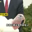 佩洛西