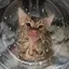 金条