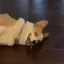 Winston