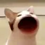POPCAT
