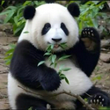 $PANDA