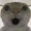 鼠鼠
