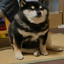 Totakeke