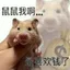 鼠鼠我啊
