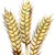 GRAIN
