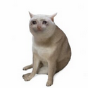 CASHCAT / USDG