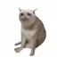 CASHCAT / USDG