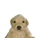 thumbdog