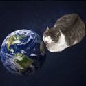 lickingcat