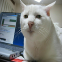 Seriouscat