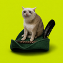 CATONIT